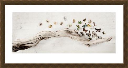 Framed Framed Drift of Butterflies - Ian Winstanley