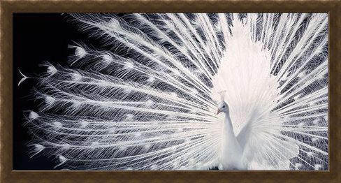 Framed Framed Courtship - Tim Flach