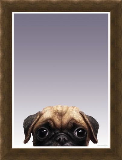 Framed Framed Pug - Inquisitive Creatures