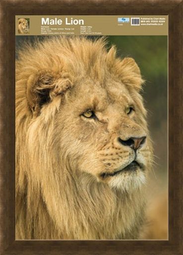 Framed Framed Animal World - Lion