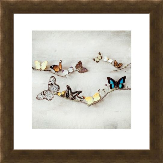 Framed Framed Array of Butterflies - Ian Winstanley