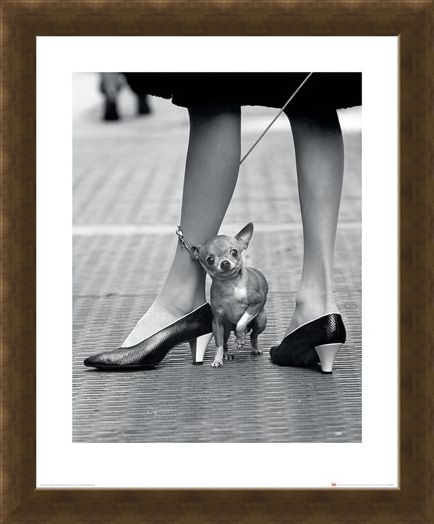 Framed Framed Chihuahua - Time Life
