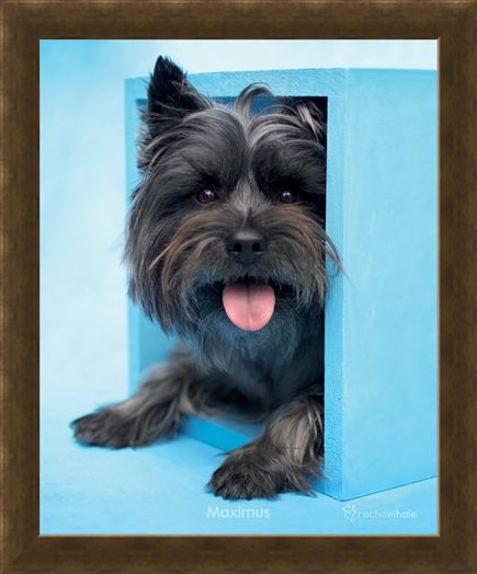 Framed Framed Maximus the Puppy - By Rachael Hale