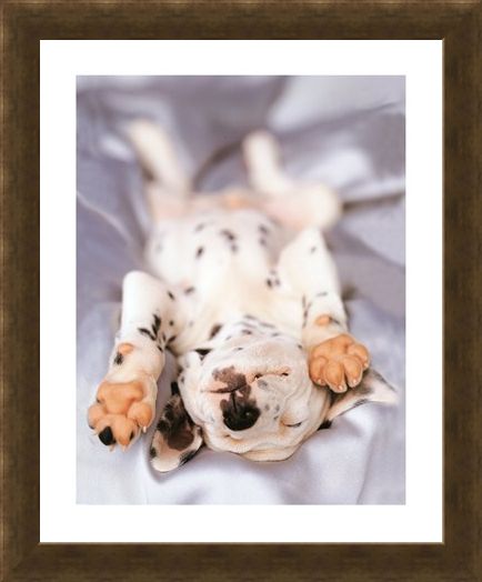 Framed Framed Monty - Rachael Hale