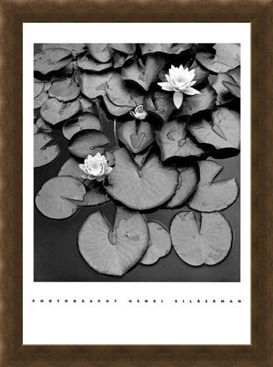 Framed Framed Waterlilies - Henri Silberman