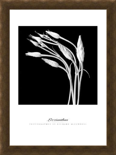 Framed Framed Lizzianthus - Richard McConnell