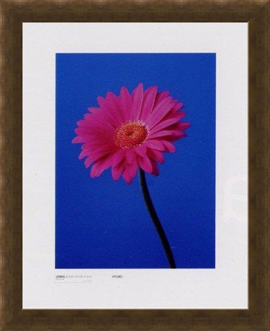 Framed Framed Gerbera Serenity - Masao Ota
