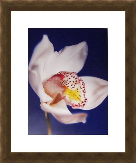 Framed Framed Orchid - Michael Banks
