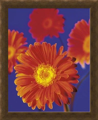 Framed Framed Red Flowers - Gerberas