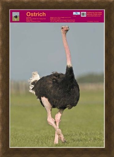 Framed Framed Ostrich - Wildlife Fun Facts