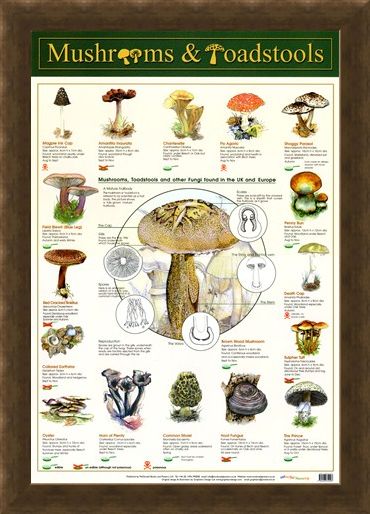 Framed Framed Mushrooms & Toadstools - Fungi