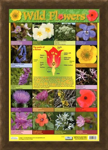 Framed Framed Wild Flowers - Parts of a Flower