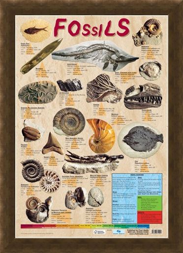 Framed Framed Fossils - Educational Chart