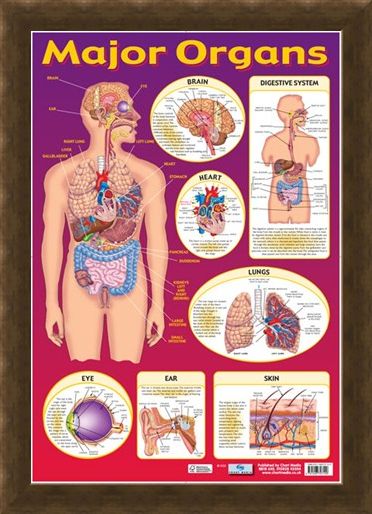 Framed Framed Find Your Way Around the Human Body! - Major Organs of The Body