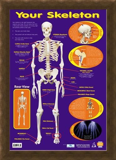 Framed Framed Your Skeleton - 206 Bones In The Body