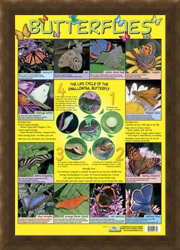 Framed Framed Butterflies - Life Cycle
