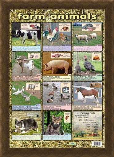 Framed Framed Farm Animals - Down On The Farm