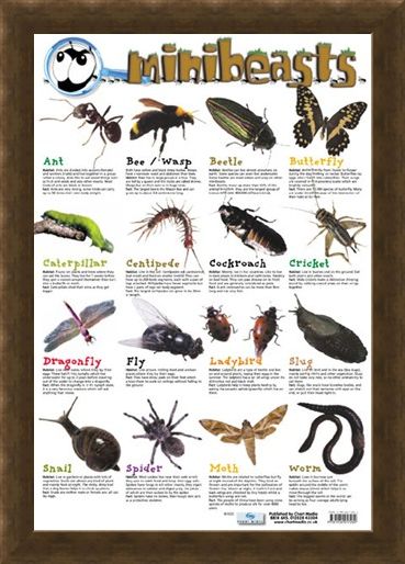 Framed Framed Mini Beast - Creepy Crawlies