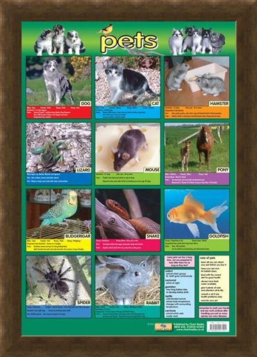Framed Framed Pets - Not Just For Christmas!