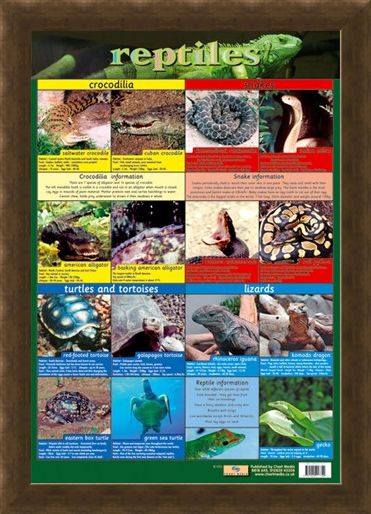 Framed Framed Reptiles - Snake, Rattle and Roll