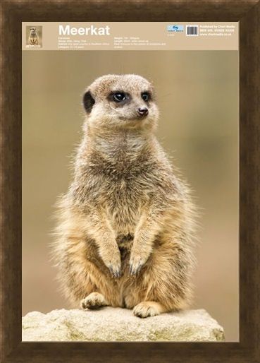 Framed Framed Animal World - The Meerkat