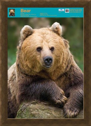 Framed Framed Nature's Big Teddy Bear - Bear