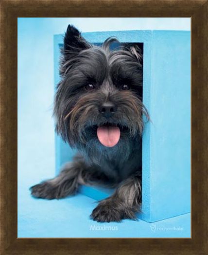 Framed Framed Maximus the Puppy - By Rachael Hale