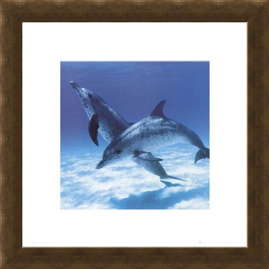 Framed Framed A Pair Of Bottle Nose Dolphins - Daniel McCulloch