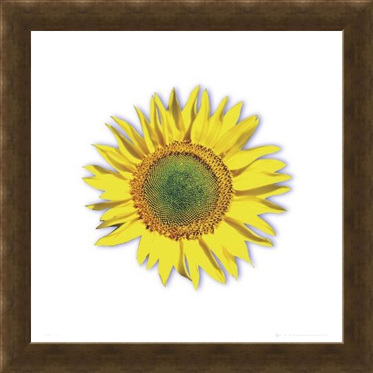 Framed Framed Sunflower - Solitary Bloom