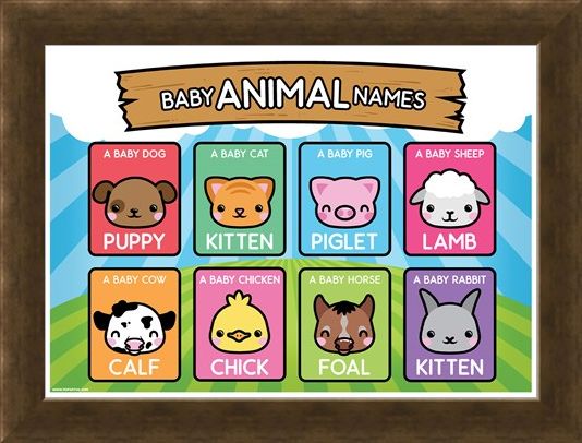 Framed Framed Baby Animal Names - Learning Is Fun