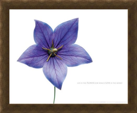 Framed Framed Life is the Flower - Love