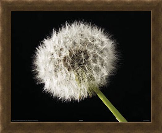 Framed Framed Dandelion - Macro Photography