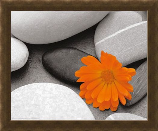 Framed Framed Marigold and Pebbles - Bright Flower amongst Stones