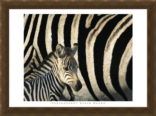Framed Framed Zebra Stripes & Foal - Steve Bloom