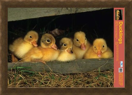 Framed Framed Fluffy Friends - All About Ducklings