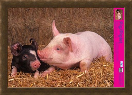 Framed Framed Curly Tailed Cutie - Piglets