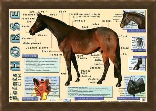 Framed Framed Points of the Horse - Equine Care