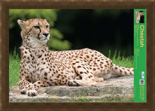 Framed Framed The Cheetah - Wild Facts