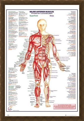 Framed Framed Major Anterior Muscles - Human Body