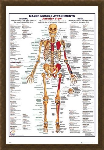 Framed Framed Major Muscle Attachments Anterior - Human Body