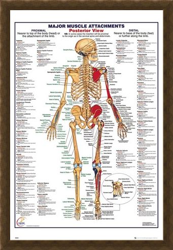 Framed Framed Major Muscle Attachments Posterior - Human Body