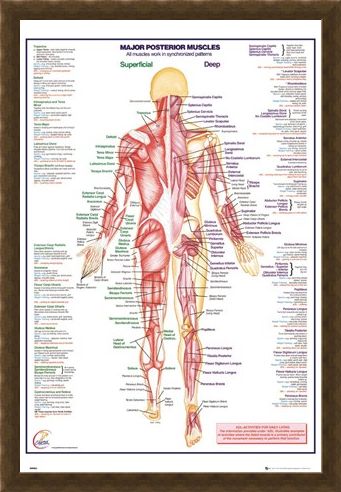 Framed Framed Major Posterior Muscles - Human Body