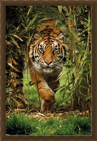 Framed Framed King Of The Jungle - Bamboo Tiger