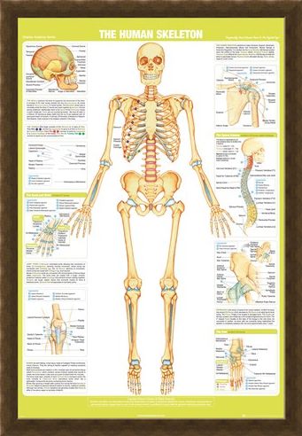Framed Framed Skeleton - Chartex Anatomy