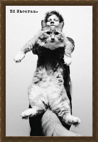 Framed Framed Fat Cat - Ed Sheeran