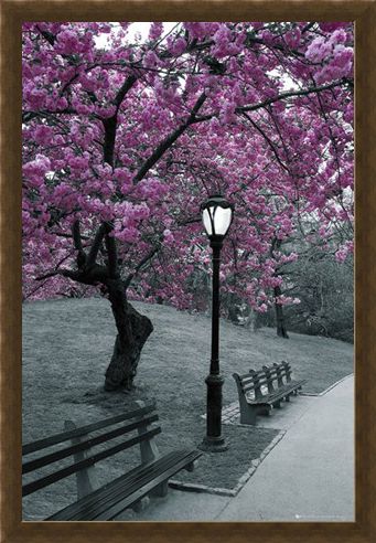 Framed Framed Blossom in Central Park - Cherry tree in blossom