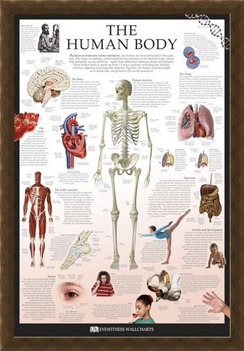 Framed Framed The Human Body - Dorling Kindersley