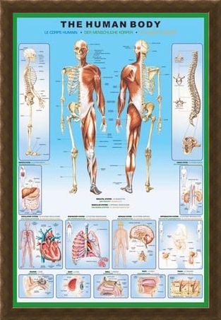 Framed Framed The Human Body and it's Organs - Human Biology