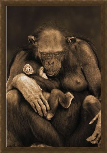 Framed Framed Motherhood - Chimpanzee with Child