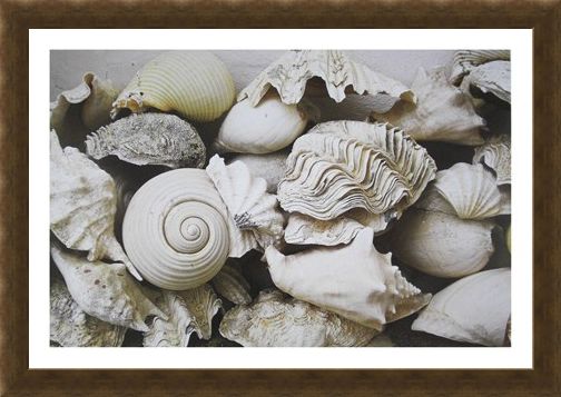 Framed Framed Still Life with Shells - Rene and Barbara Stoeltie